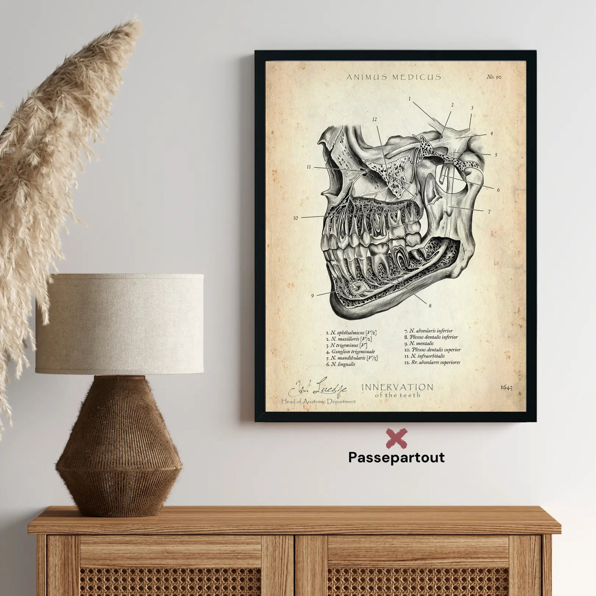 Zahn Innervation - Animus Medicus GmbH