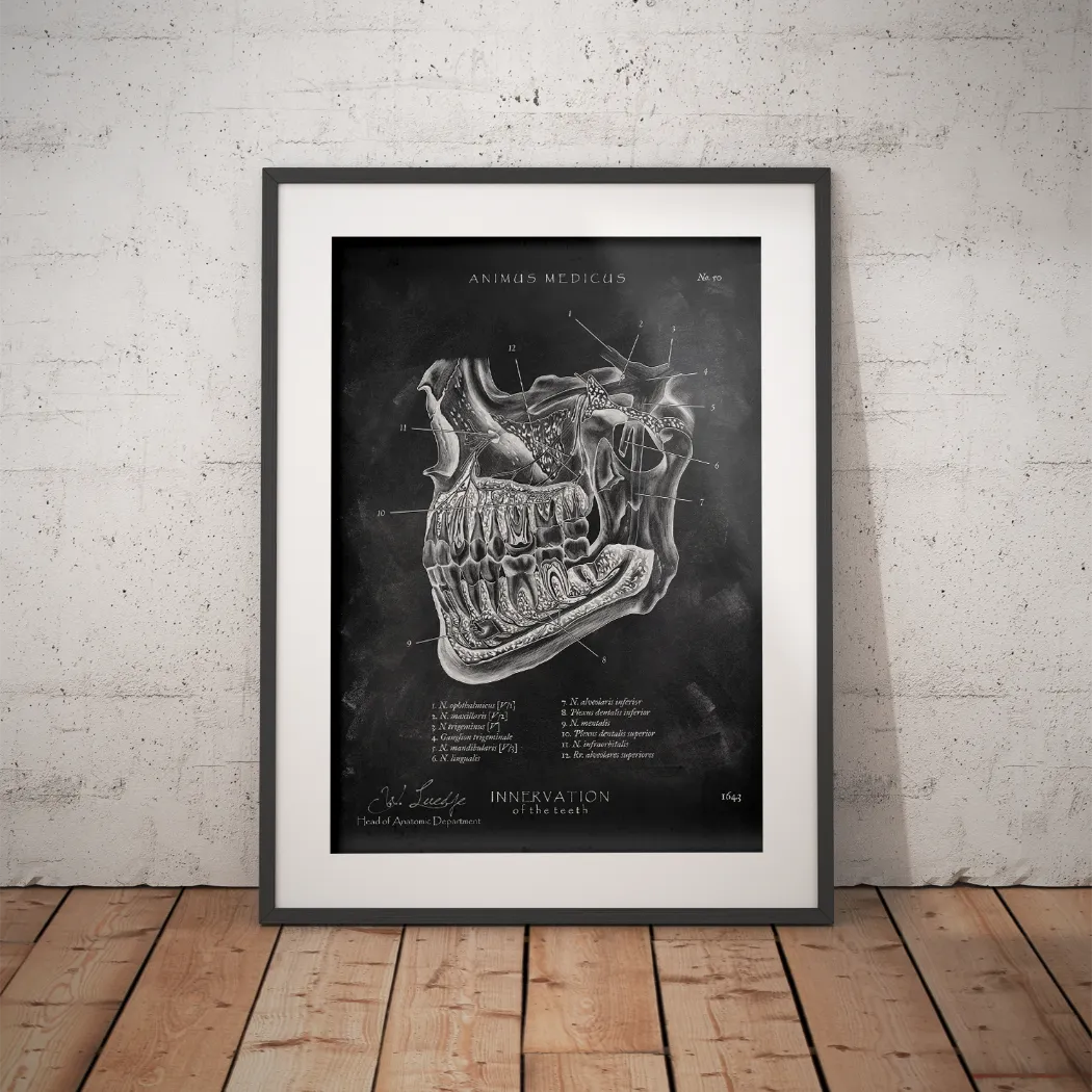 Zahn Innervation - Chalkboard - Animus Medicus GmbH