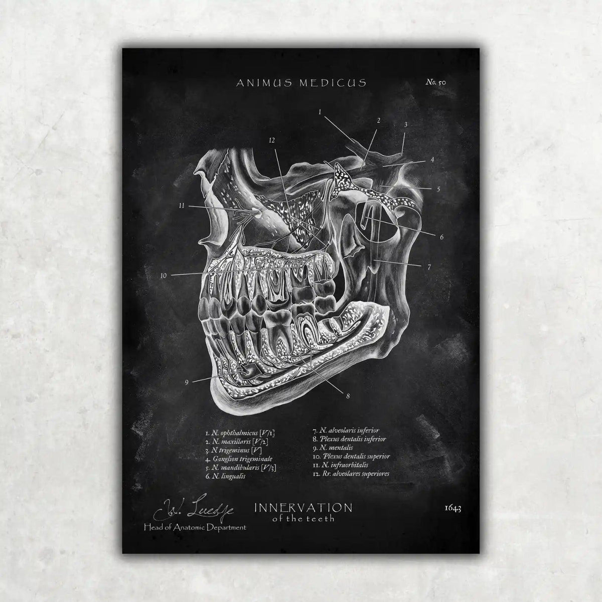 Zahn Innervation - Chalkboard - Animus Medicus GmbH