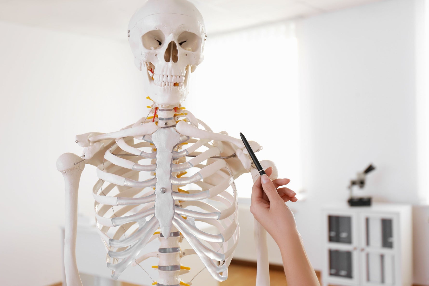 Anatomie kreativ lernen: die besten Strategien - Animus Medicus