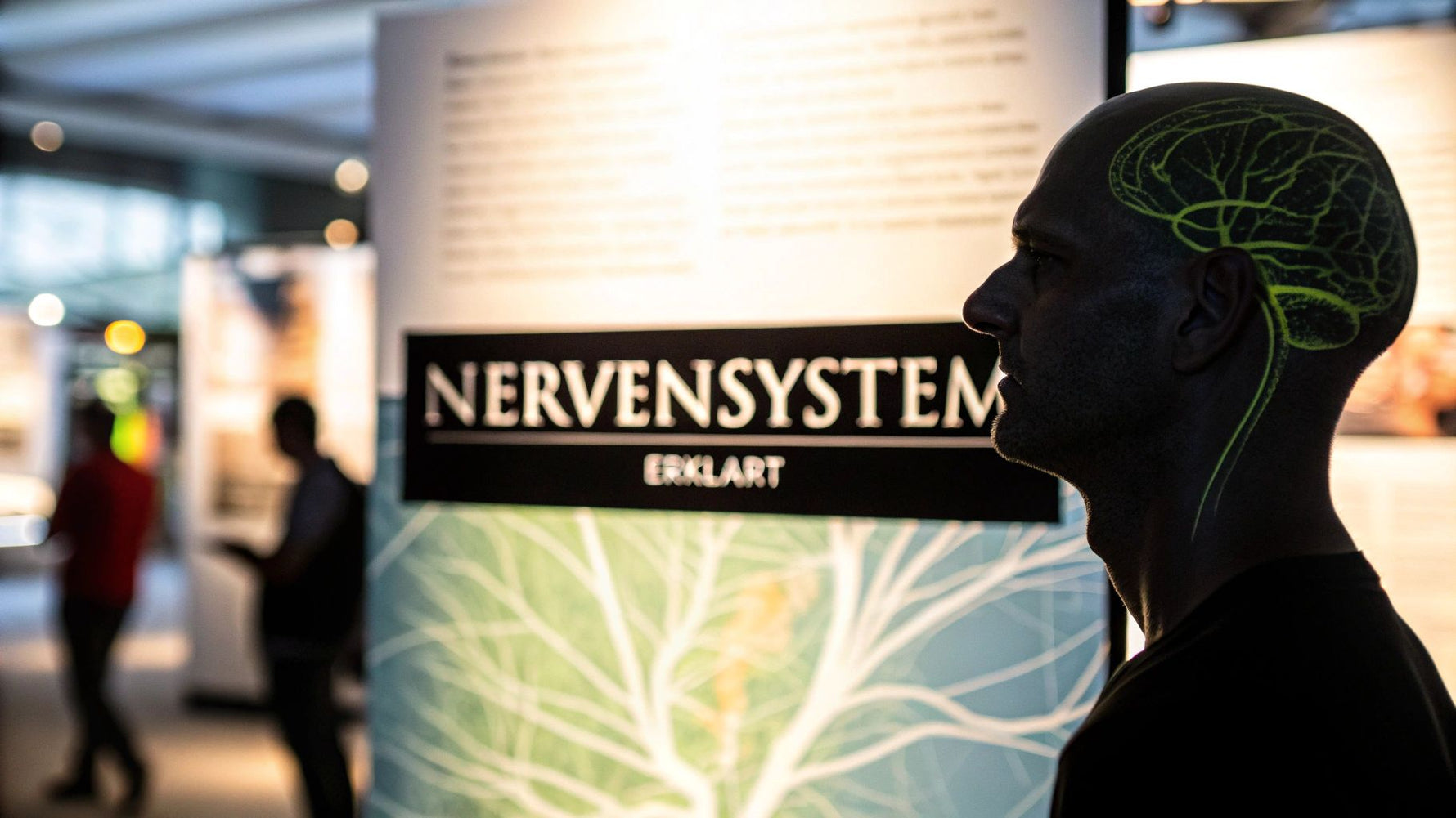 Nervensystem Aufbau und Funktion einfach erklärt