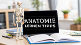 Anatomie Lernen Tipps: Erfolgreich Anatomie meistern