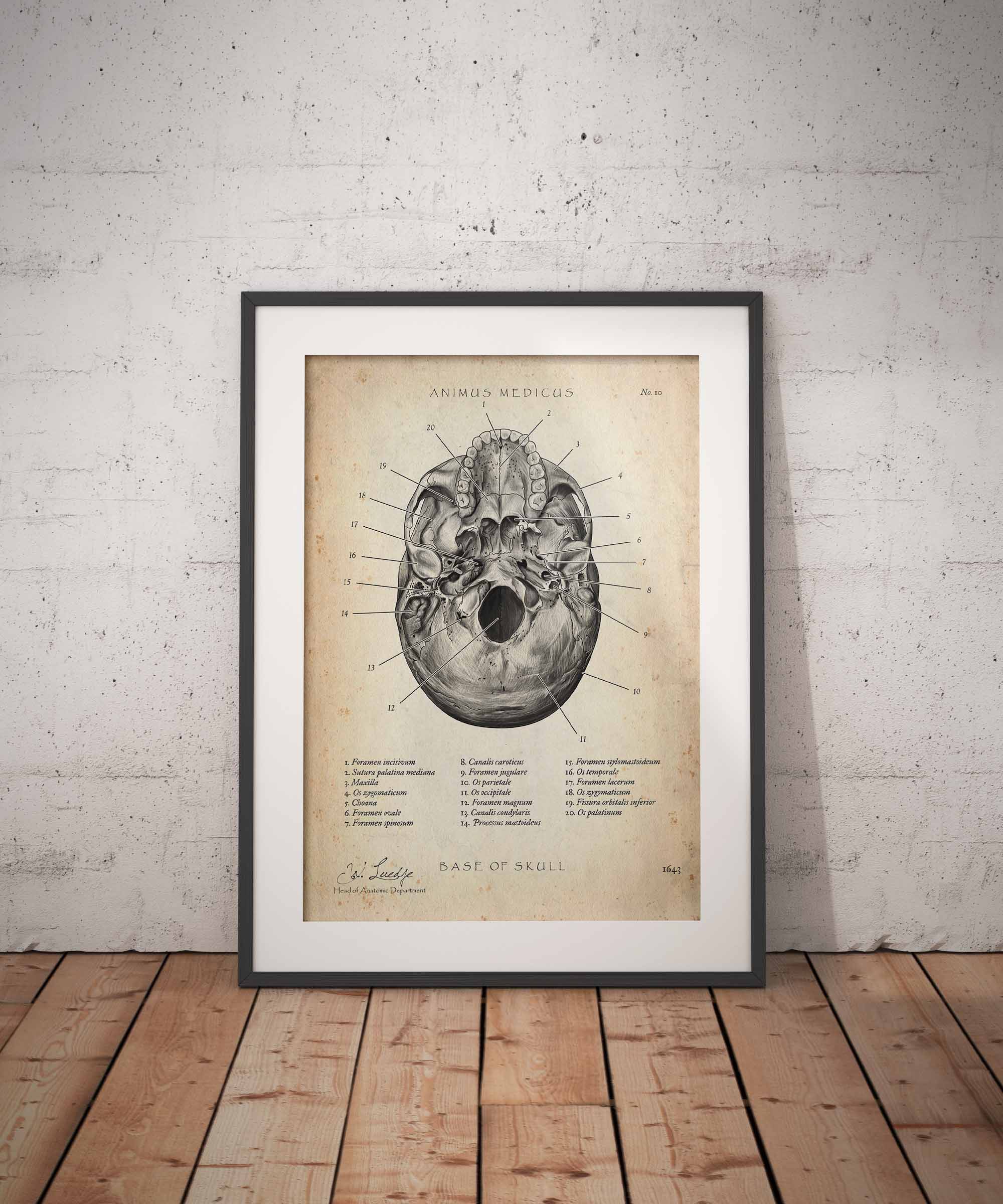 Medizinischer Begriff der Woche: Foramen magnum - Animus Medicus