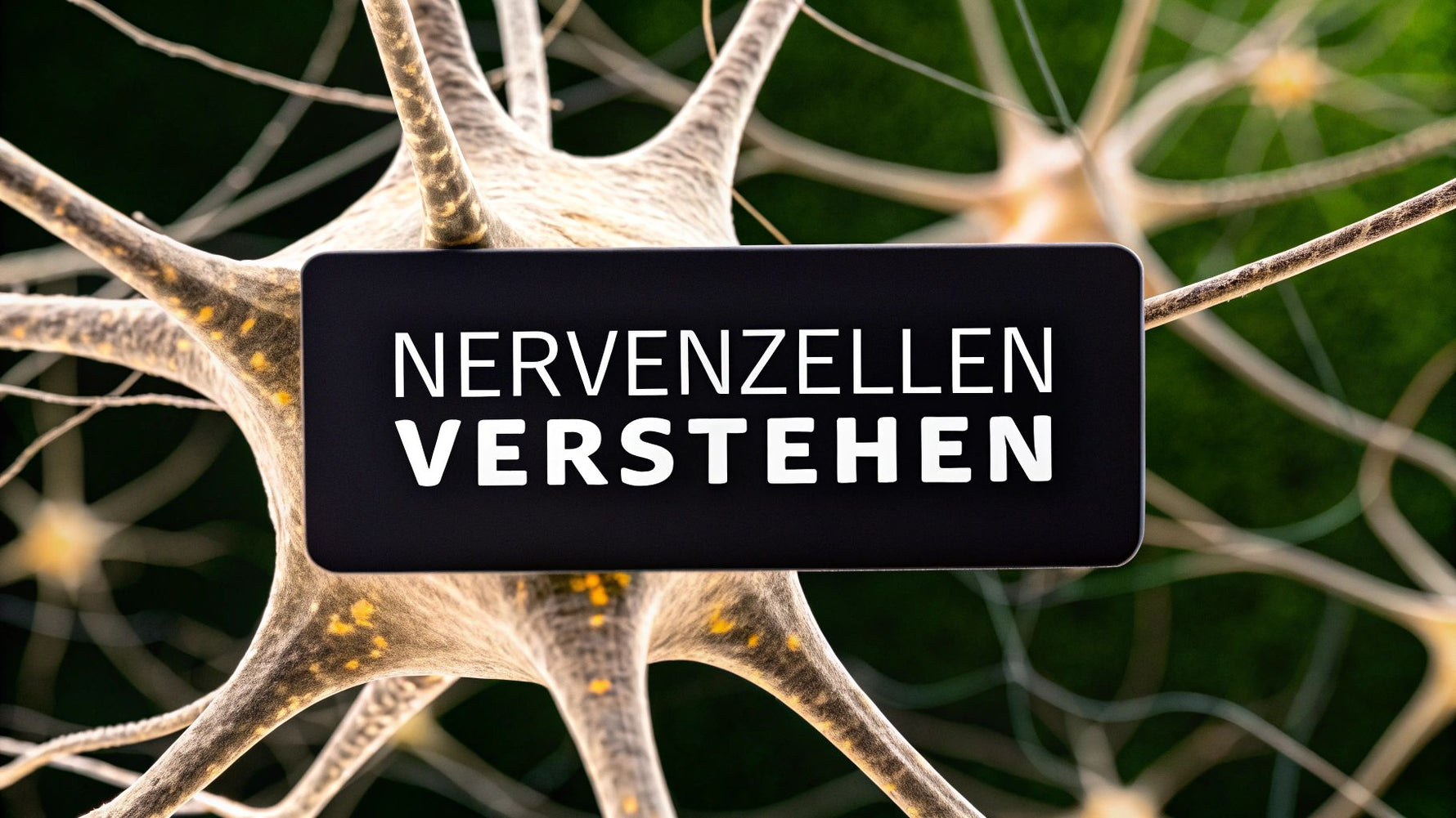 Nervenzellen bau und funktion verständlich erklärt