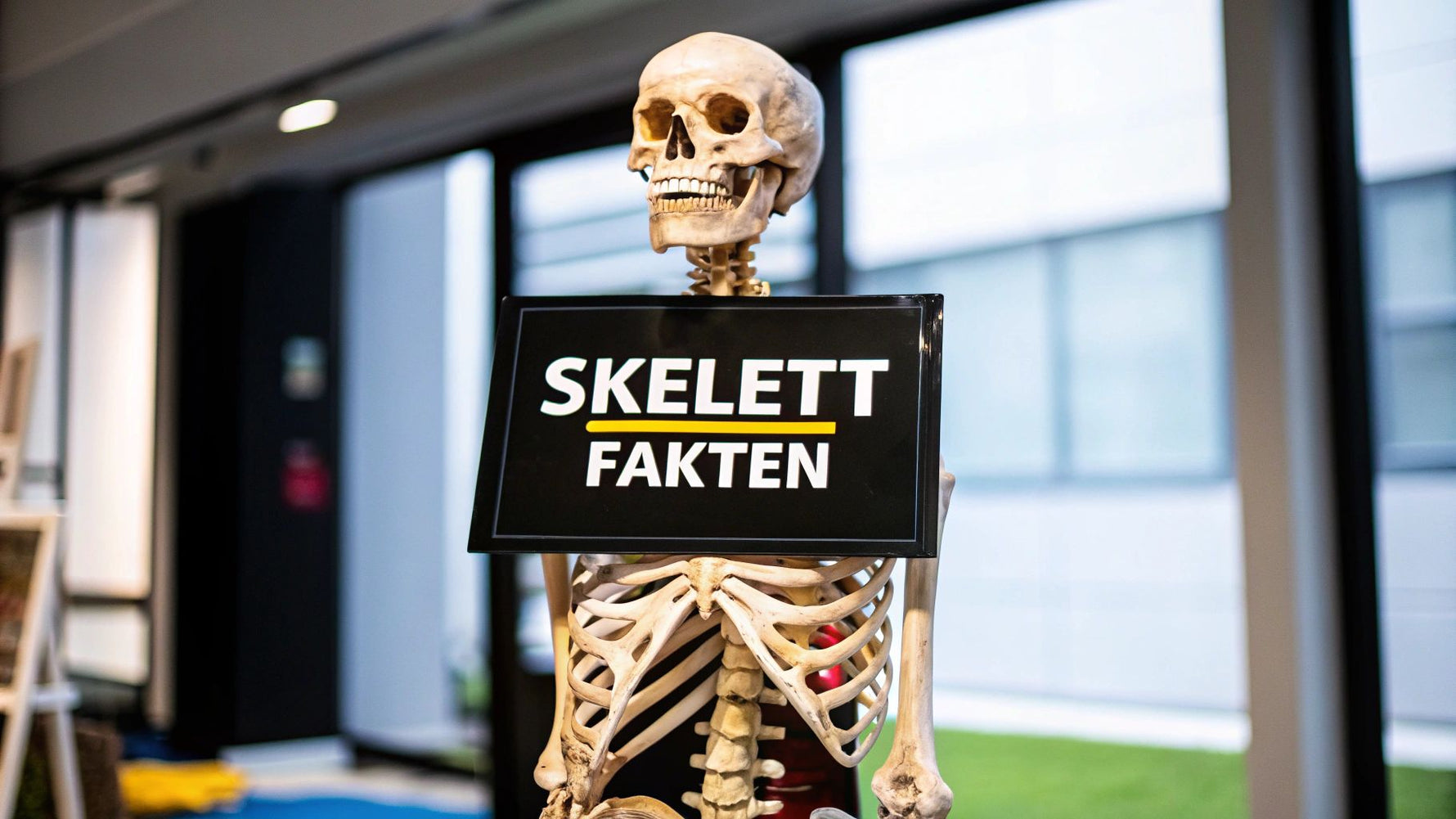 Skelett Mensch Knochen: 8 Interessante Fakten im Überblick