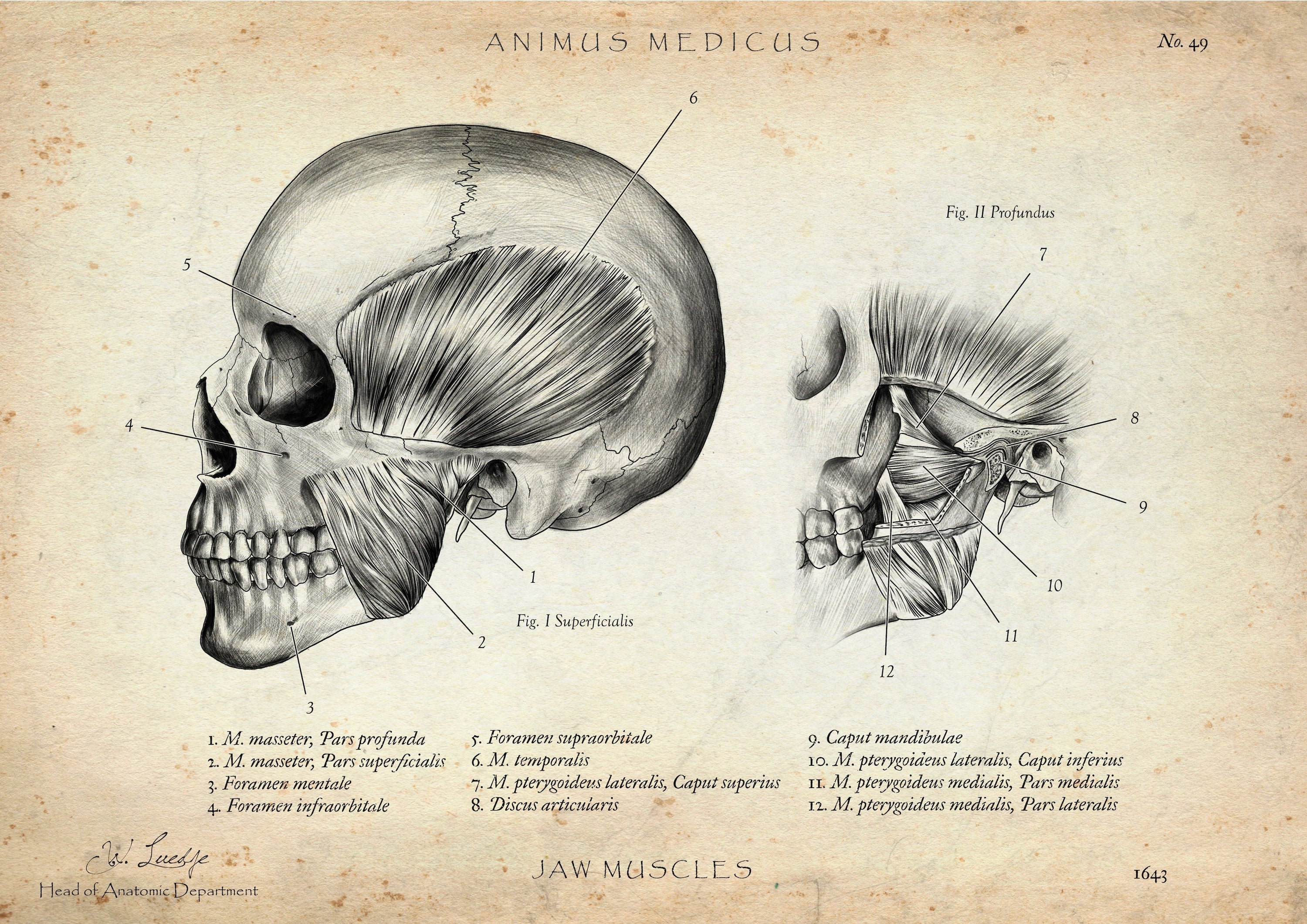 Sulcus centralis - Animus Medicus