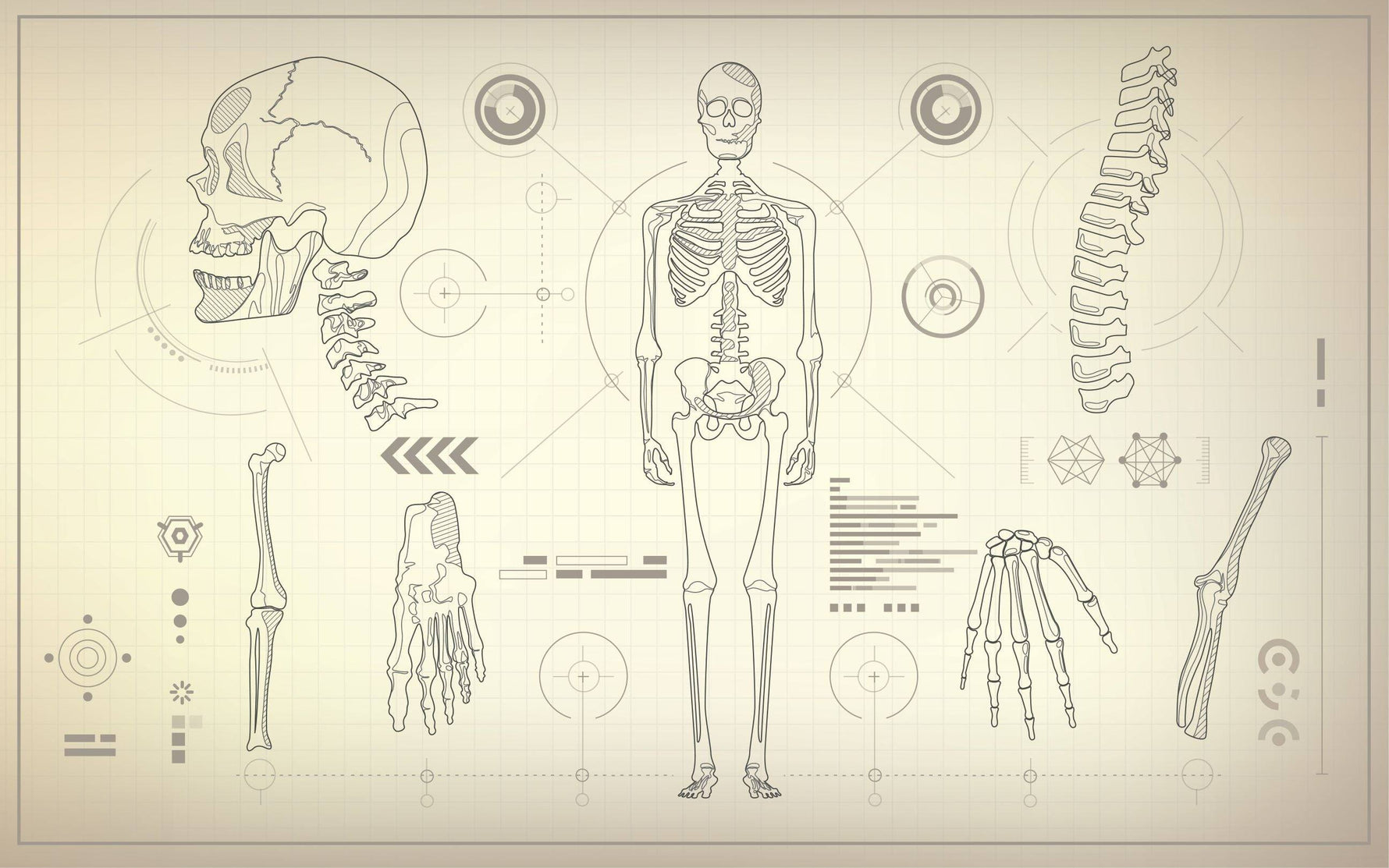 Was ist der kleinste Knochen des Menschen? - Animus Medicus GmbH