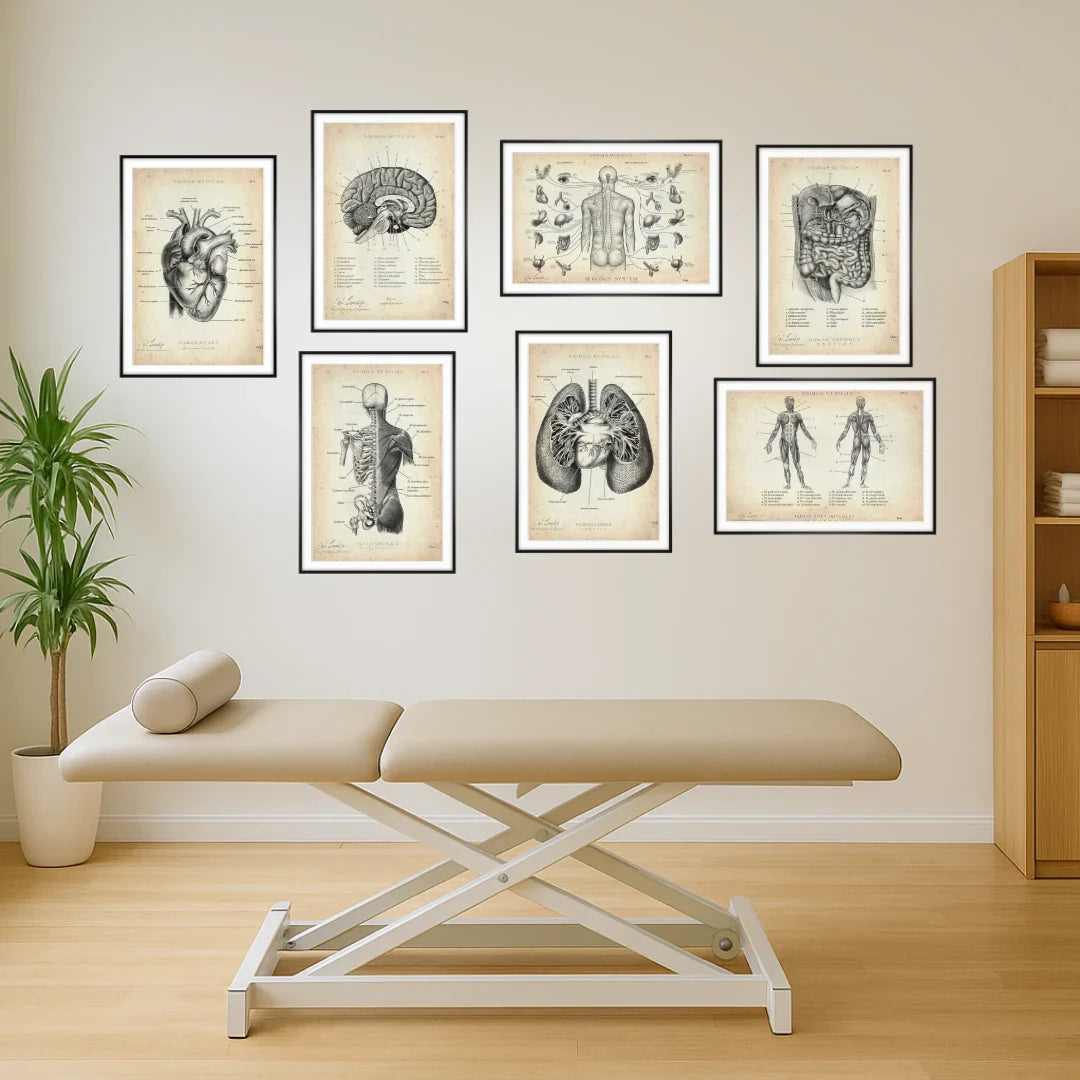 Anatomieposter für Arzt- und Physiotherpiepraxen - Animus Medicus