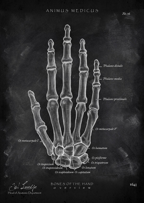 Handknochen Anatomie - Chalkboard