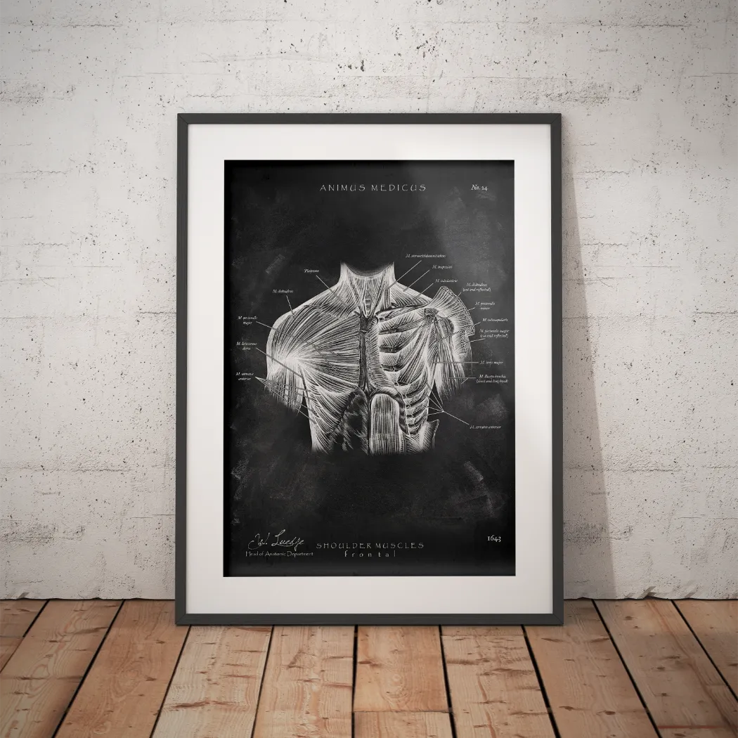 Schouder Spieren - Chalkboard