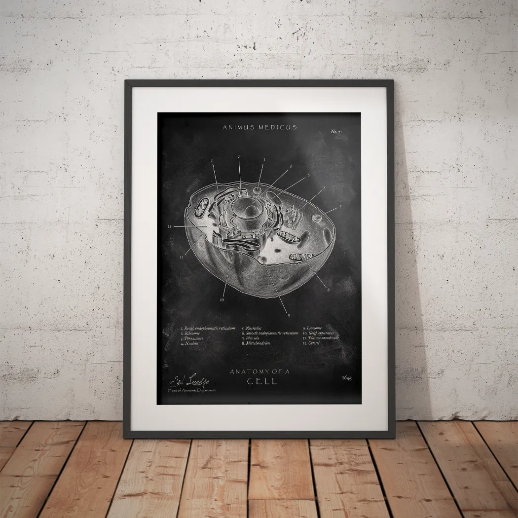Opbouw menselijke cel - Chalkboard