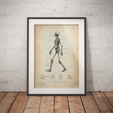 Skelet Anatomie