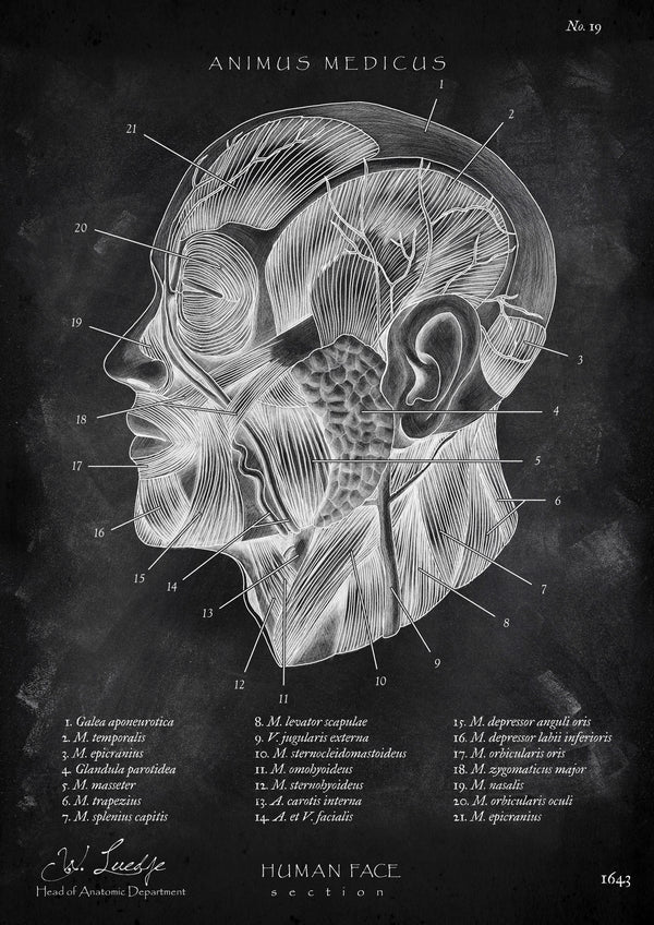 Die Gesicht Anatomie - Chalkboard