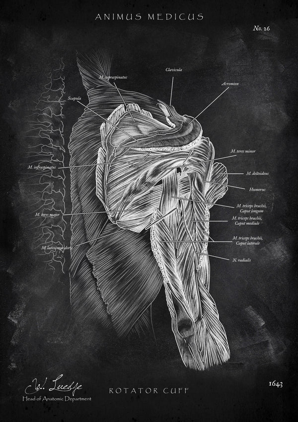 Rotatorenmanschette Anatomie - Chalkboard