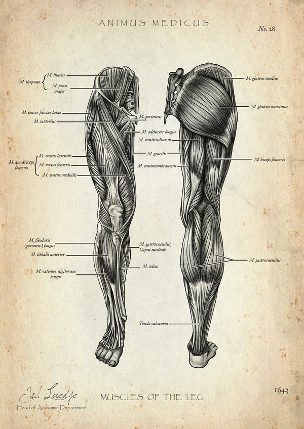 Beinmuskulatur Anatomie