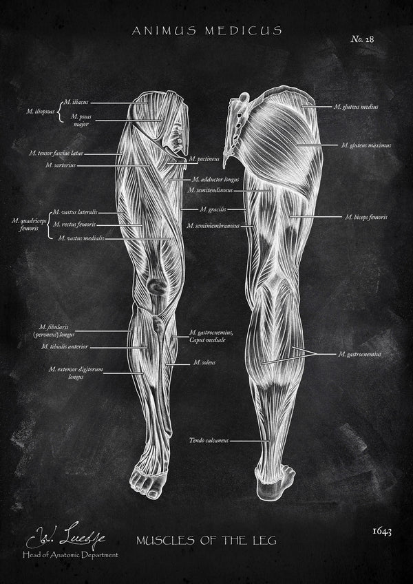Beinmuskulatur Anatomie - Chalkboard