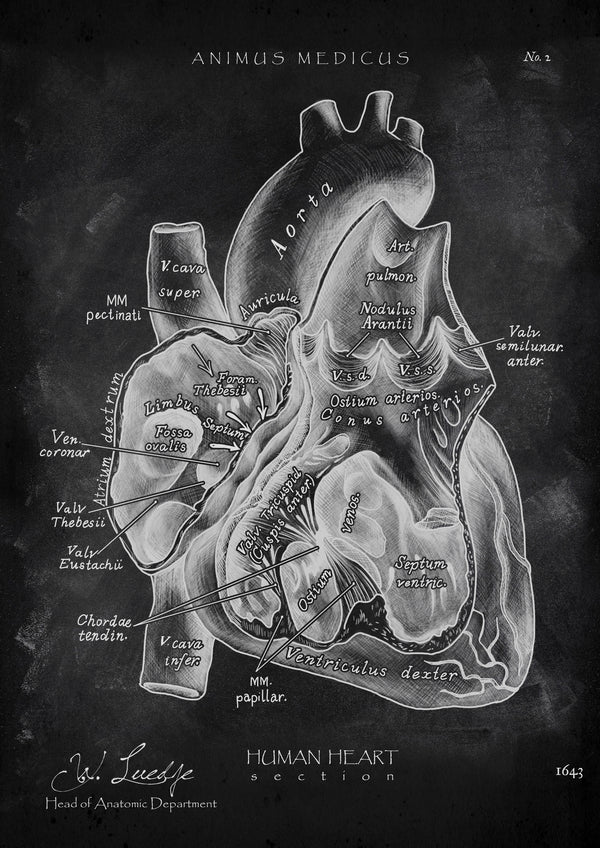 Herz im Schnitt - Chalkboard