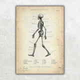 Skeletachtige anatomie