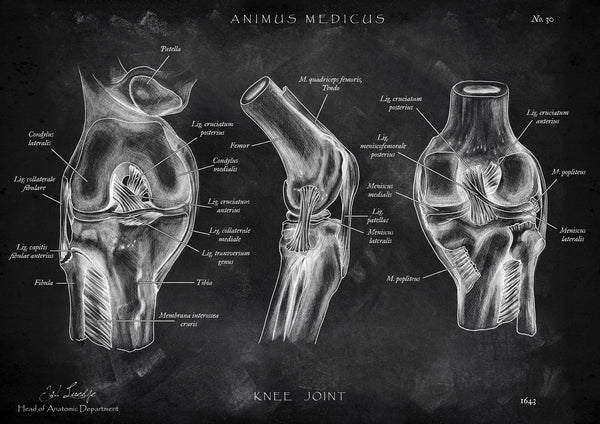 Kniegelenk Anatomie - Chalkboard