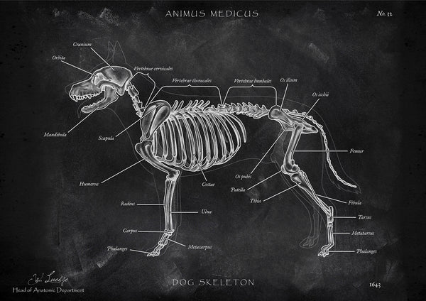 Hunde Skelett - Chalkboard