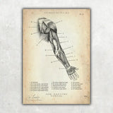 Anatomie van de dorsale arm