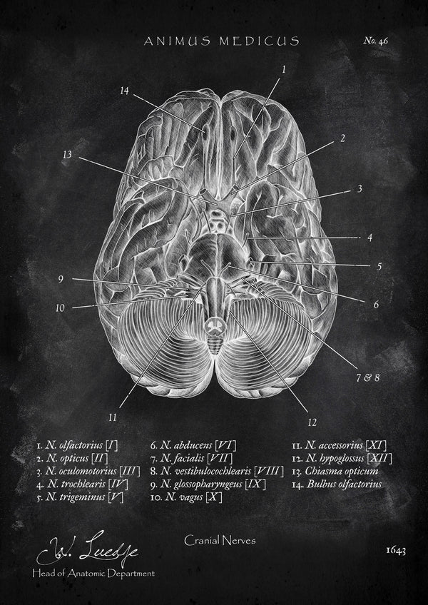 Die 12 Hirnnerven - Chalkboard