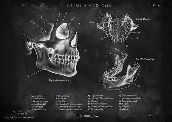Kiefergelenk Anatomie - Chalkboard