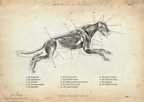 Hunde Muskulatur