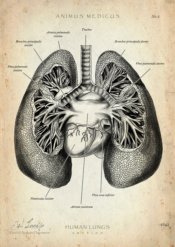 Lungen Anatomie