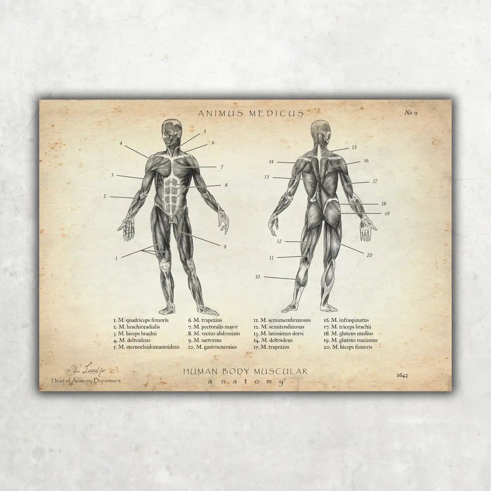 Physio Practice Starter Set