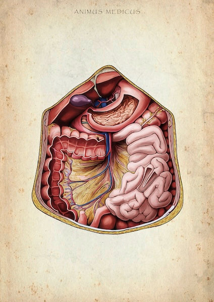 Abdomen - Reallife