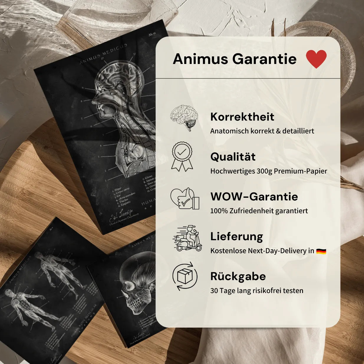 Heupgewricht Anatomie - Chalkboard