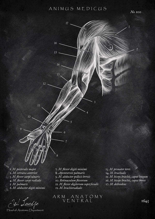 Arm Anatomie ventral - Chalkboard