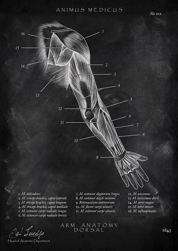 Arm Anatomie dorsal - Chalkboard
