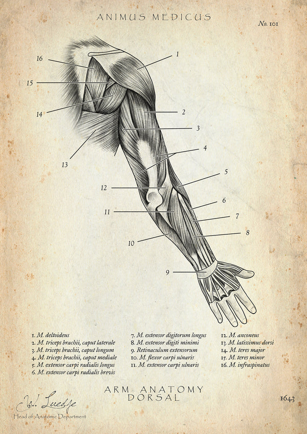 Arm Anatomie dorsal