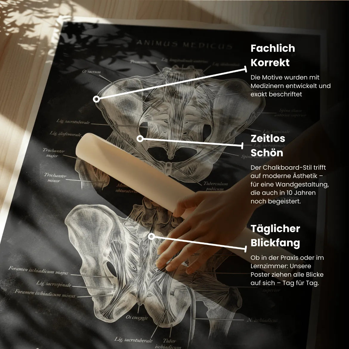 Heupgewricht Anatomie - Chalkboard