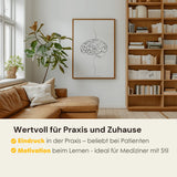 Hersenen Anatomie Minimalistisch