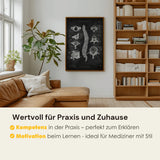 Wervelanatomie - Schoolbord
