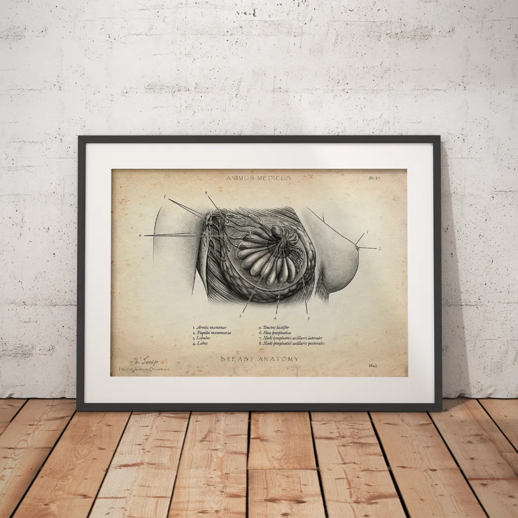 Borst Anatomie Poster