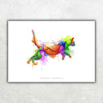 Katze Anatomie - Rainbow