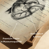 Anatomie van het hart