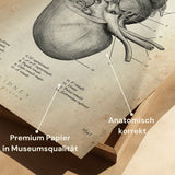 Nierenanatomie