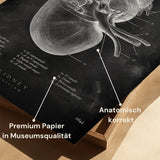 Nieren Anatomie - Schoolbord