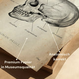 Schedelbot Anatomie