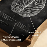 Het menselijk brein - Chalkboard