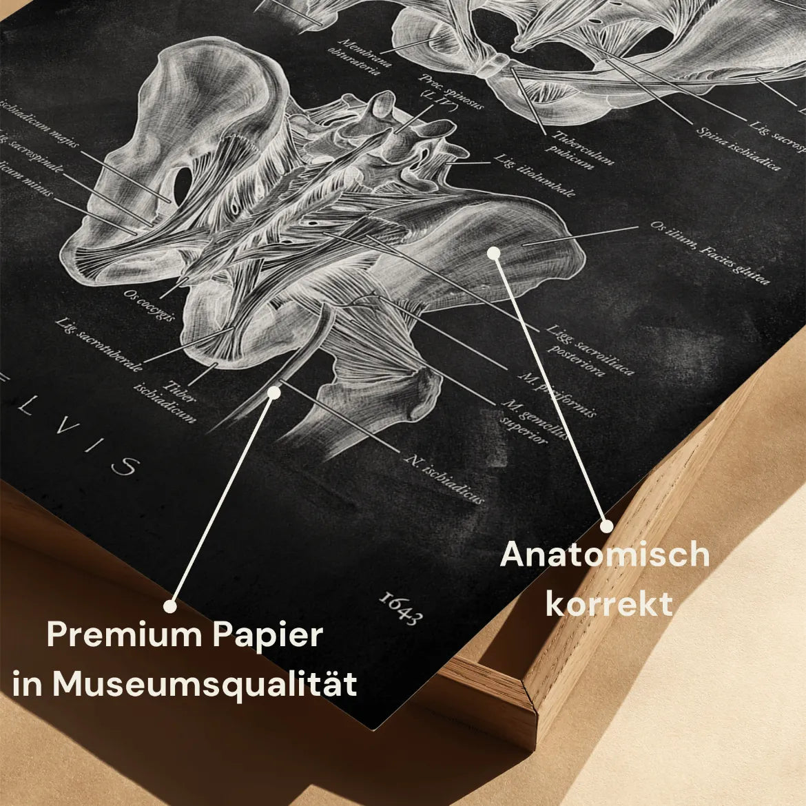 Heupgewricht Anatomie - Chalkboard