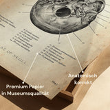 Schedelbasis Anatomie