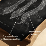 Wervelkolom | Opbouw en Anatomie - Chalkboard