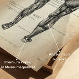 Beenspieranatomie