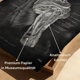 Rotator cuff Anatomie - Chalkboard